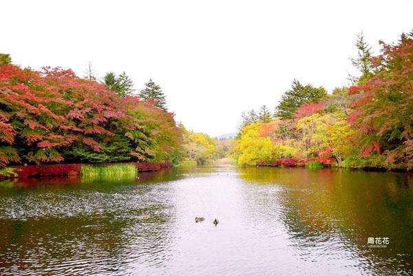 日本jrpass关西周游卡怎么买,上海售全日本jrpass21天周游券