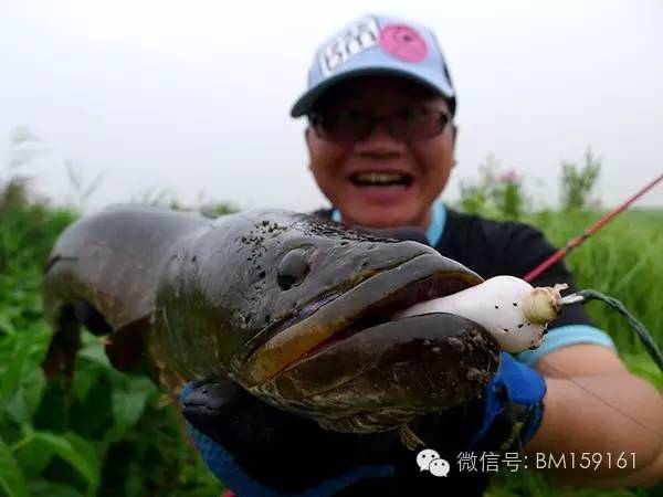 雷强操作教学,雷强雷蛙怎么装