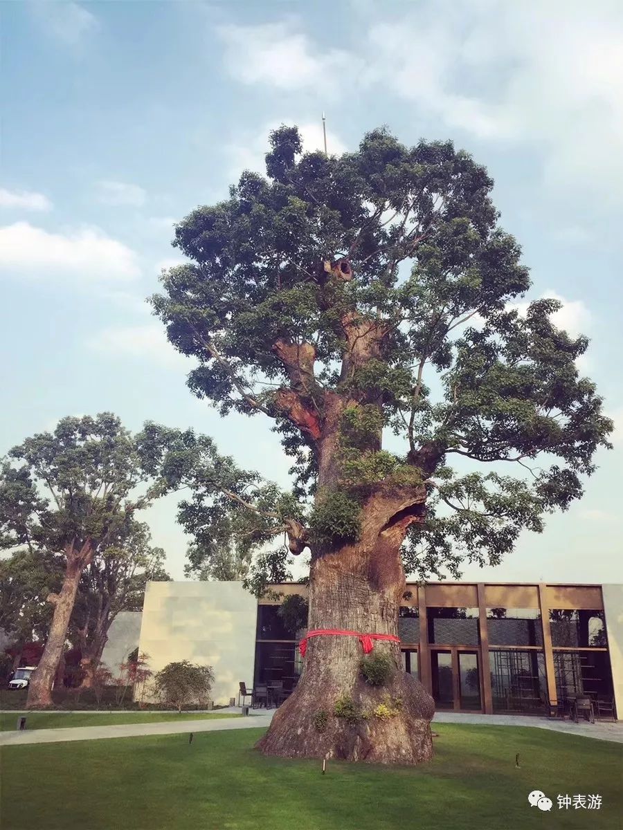 德国顶级机械表朗格,德国经典朗格表