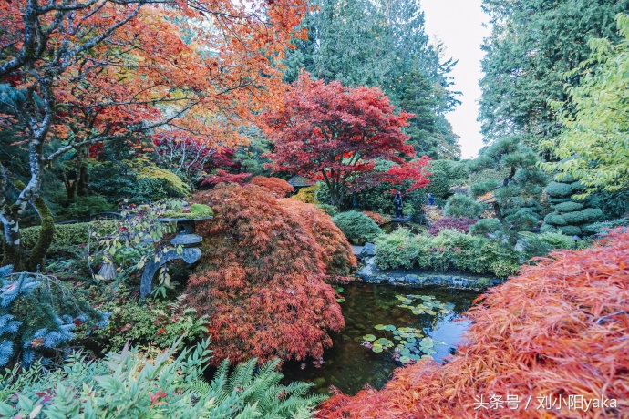 维多利亚水廊旅游,加拿大旅行景点
