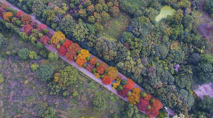 南京明孝陵600岁神道,南京明孝陵讲解视频完整版