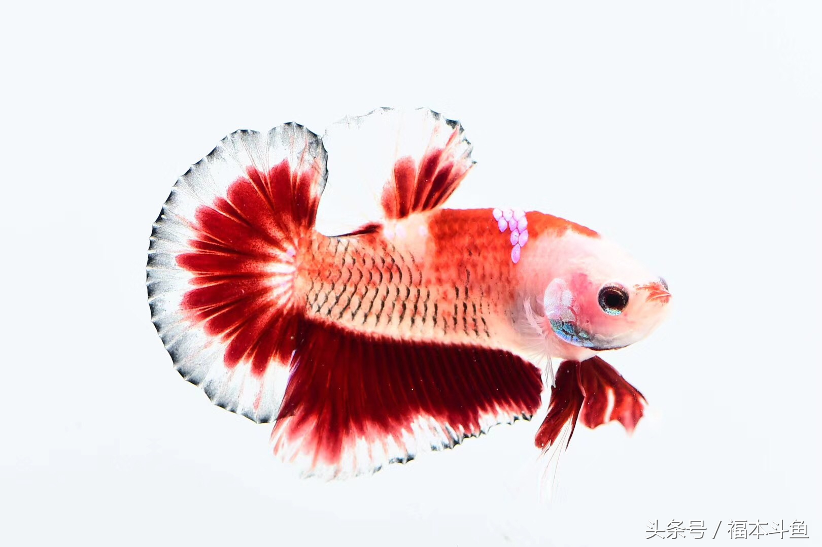 泰国斗鱼养殖套装,泰国斗鱼装备篇