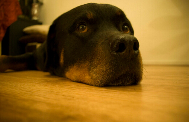 犬种百科之德国牧羊犬,犬百科大全