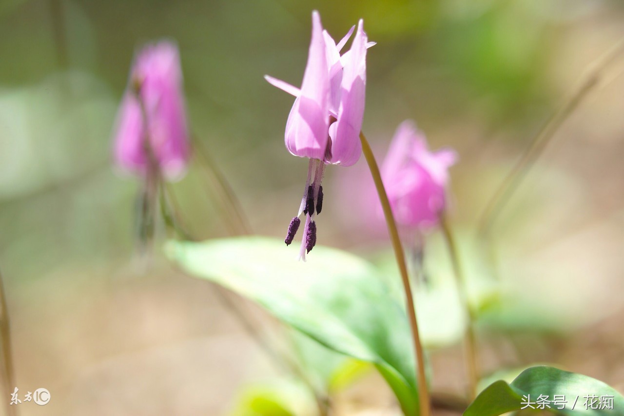 猪牙花的样子 (最漂亮的猪牙花)