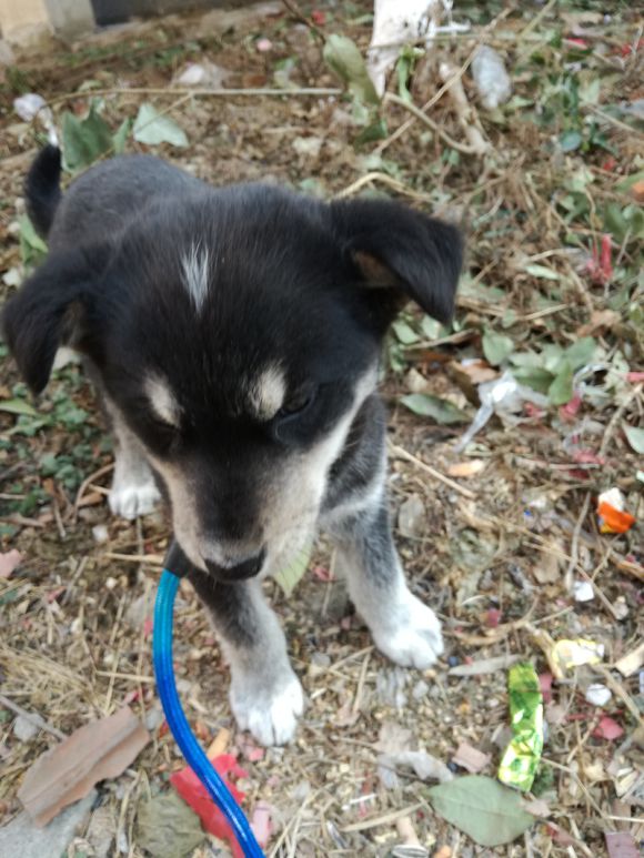 朋友送我一只两岁的金毛能要吗,二哈眼睛不一样但是额头有三把火