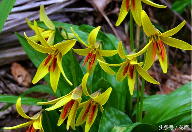 猪牙花的样子 (最漂亮的猪牙花)