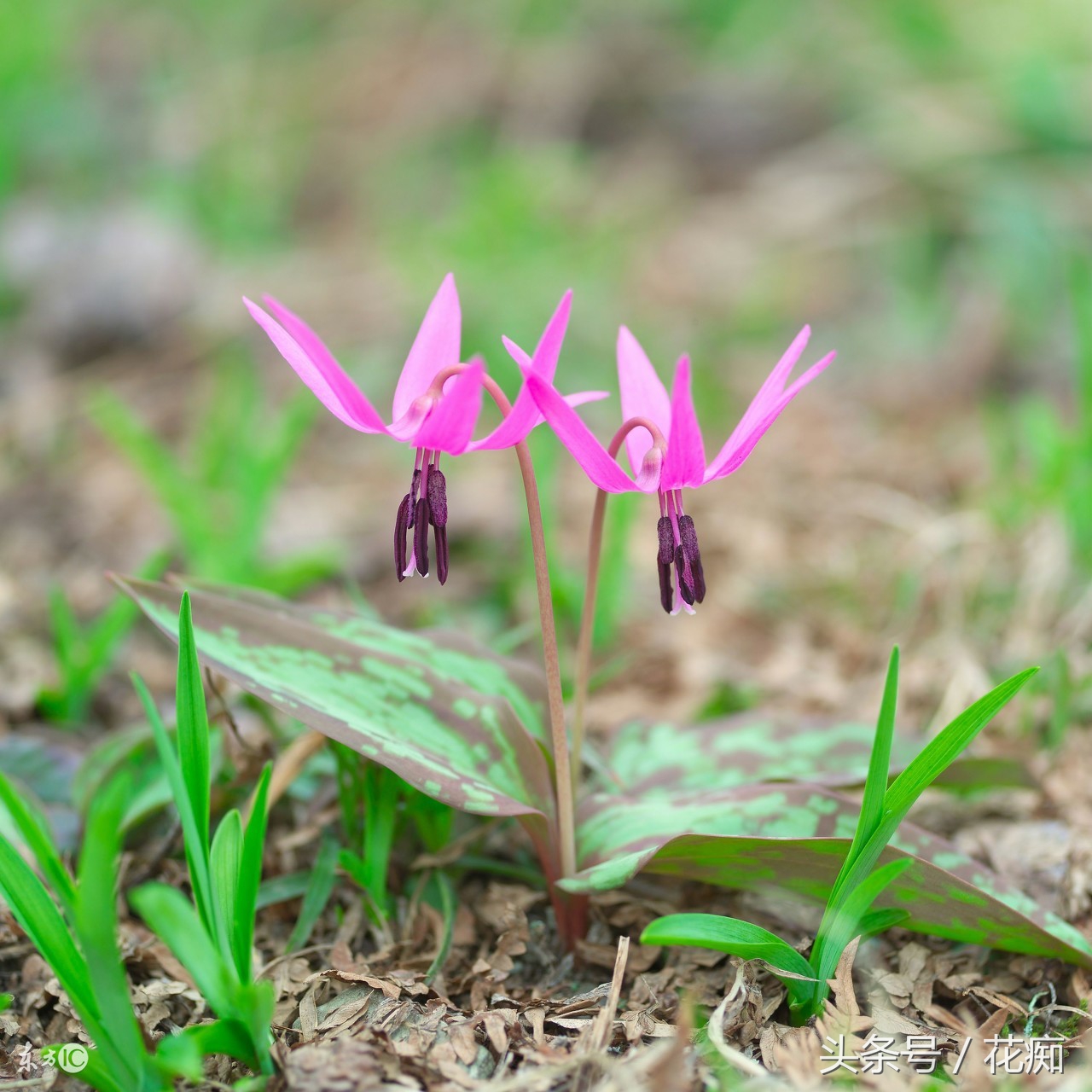 比蝴蝶兰好看好养的花,比蝴蝶兰好养的花