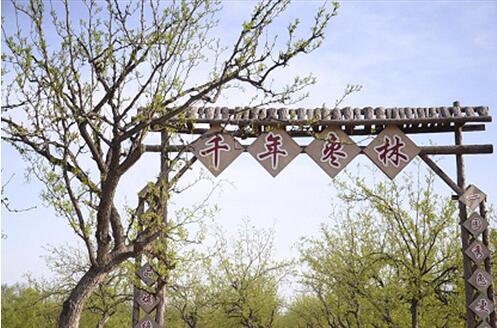 它贵过世界上99%的红枣，会拉丝和脆皮红枣口感好迷人