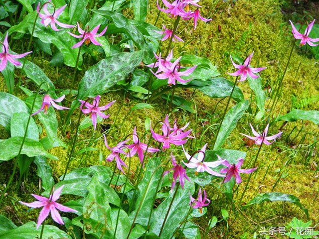 比蝴蝶兰好养活的花,跟蝴蝶兰一样能长期开的花有哪些