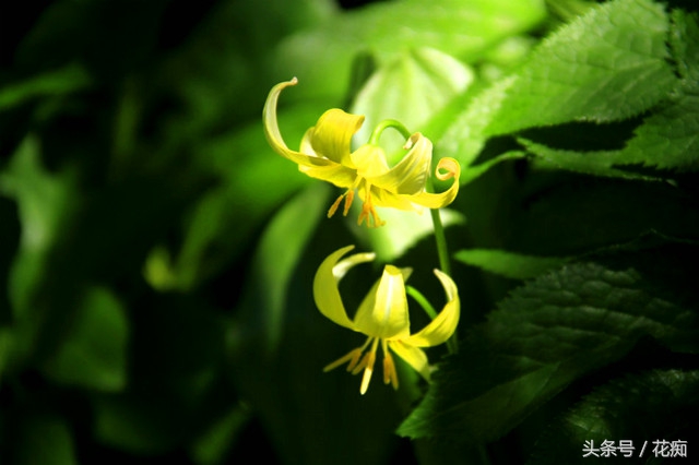 猪牙花的样子 (最漂亮的猪牙花)