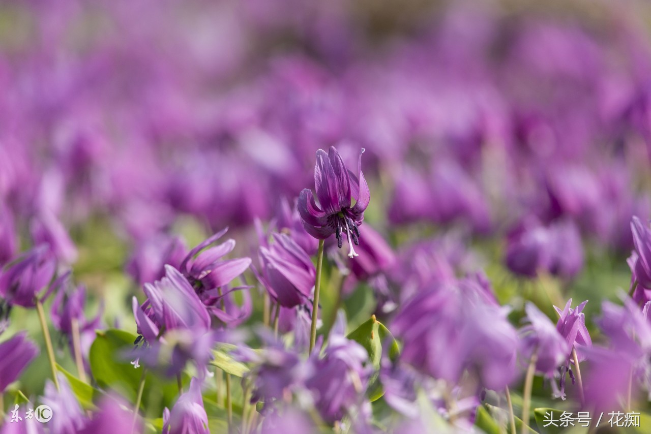 被叫猪牙花,花开却美过蝴蝶兰,而且至少活10年以上!