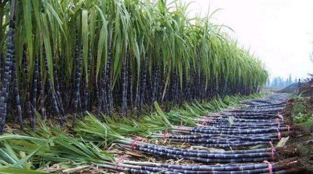 英德市特色,英德有几个特产