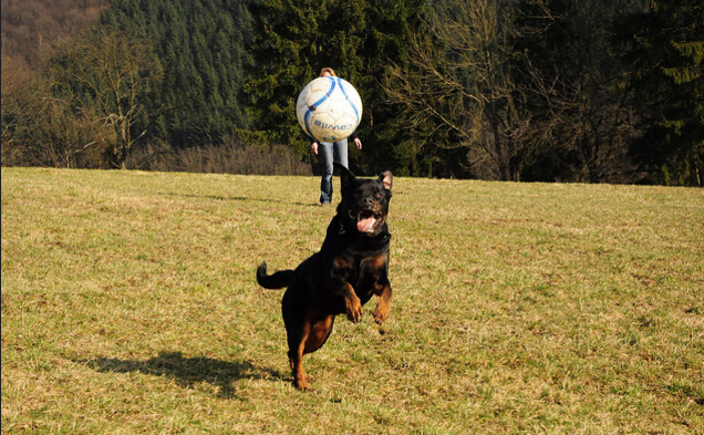 犬种百科之德国牧羊犬,犬百科大全