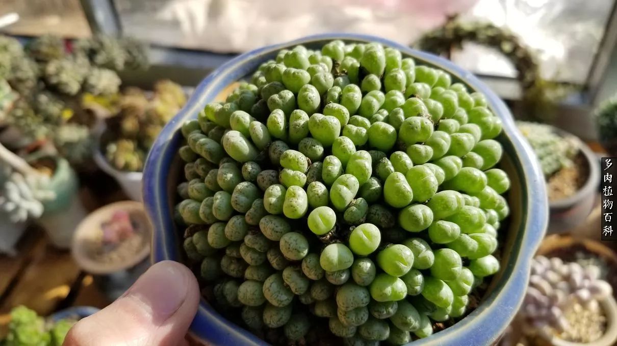 什么元素可以促进多肉生长,多肉修根喷除菌药