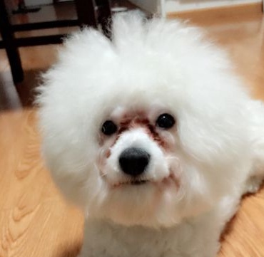 狗狗眼睛泪汪汪怎么治疗,狗狗眼睛出血该用什么特效药