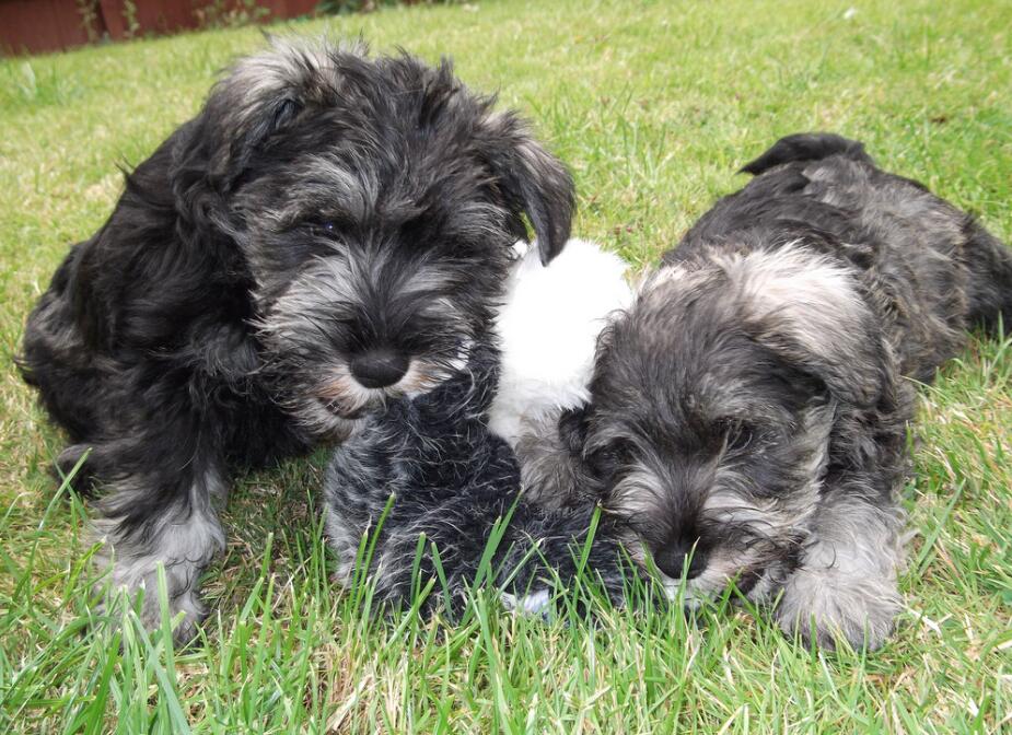 犬种百科之捷克狼犬,雪纳瑞这个犬种好驯服吗