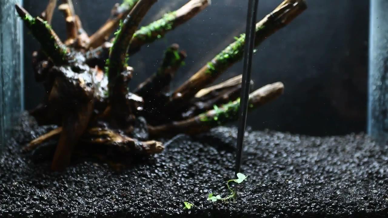 最简单的成品草缸,草缸的制作过程