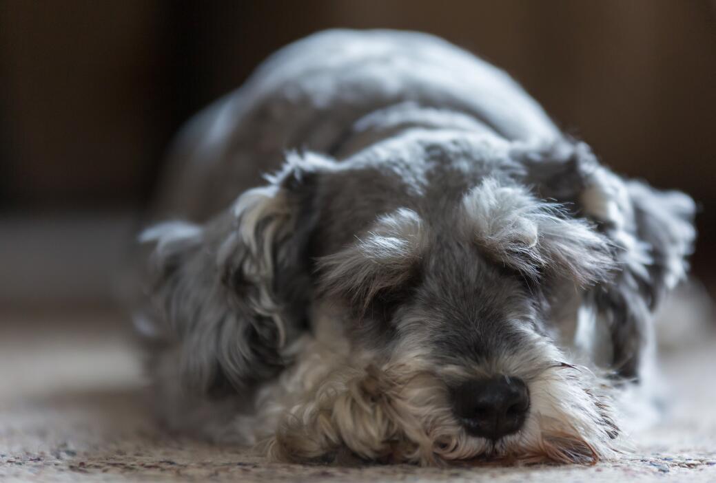 犬种百科之捷克狼犬,雪纳瑞这个犬种好驯服吗