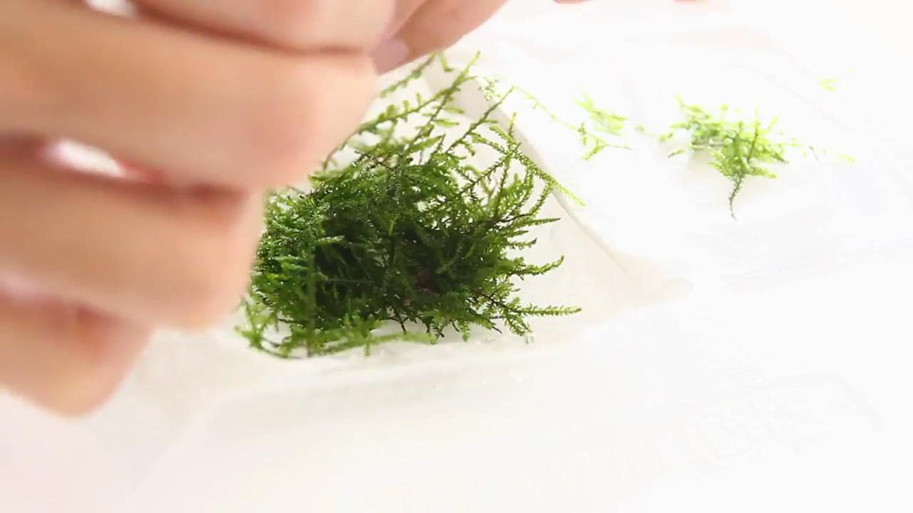 最简单的成品草缸,草缸的制作过程