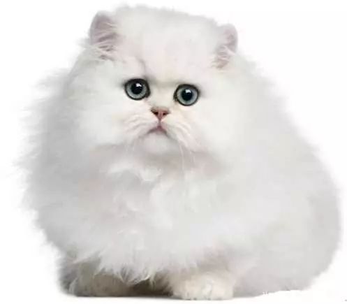 2017猫咪界全球最美面孔颁布了,第四张犹如猫界仙女下凡