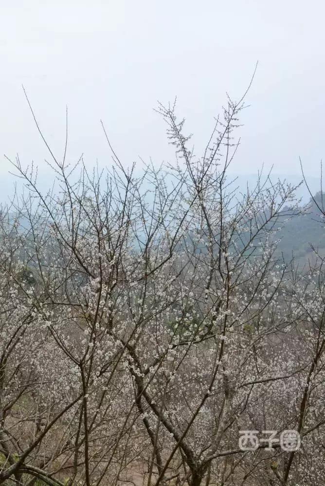 2024年梁化梅园看梅花时间,梁化梅花今年开了吗