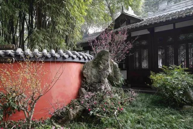 成都腊梅在哪里看,成都赏腊梅有哪些好地方