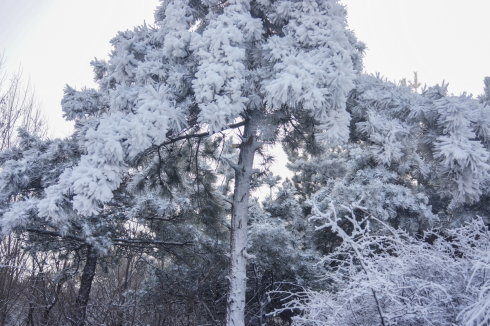 中原区有雪吗,中原雪乡在哪里