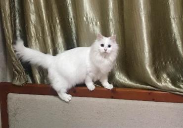 去花鸟市场花50元买一只保姆鸟,去花鸟市场100元买动物