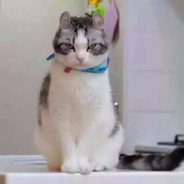 看到就想摸耳朵的超萌“翘耳猫”，难道是猫咪跟龙猫的私生子