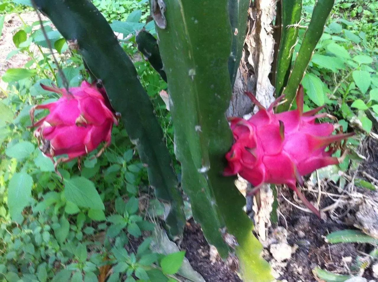 浙江采摘瓜果亲子游方案,金华采摘游最强攻略