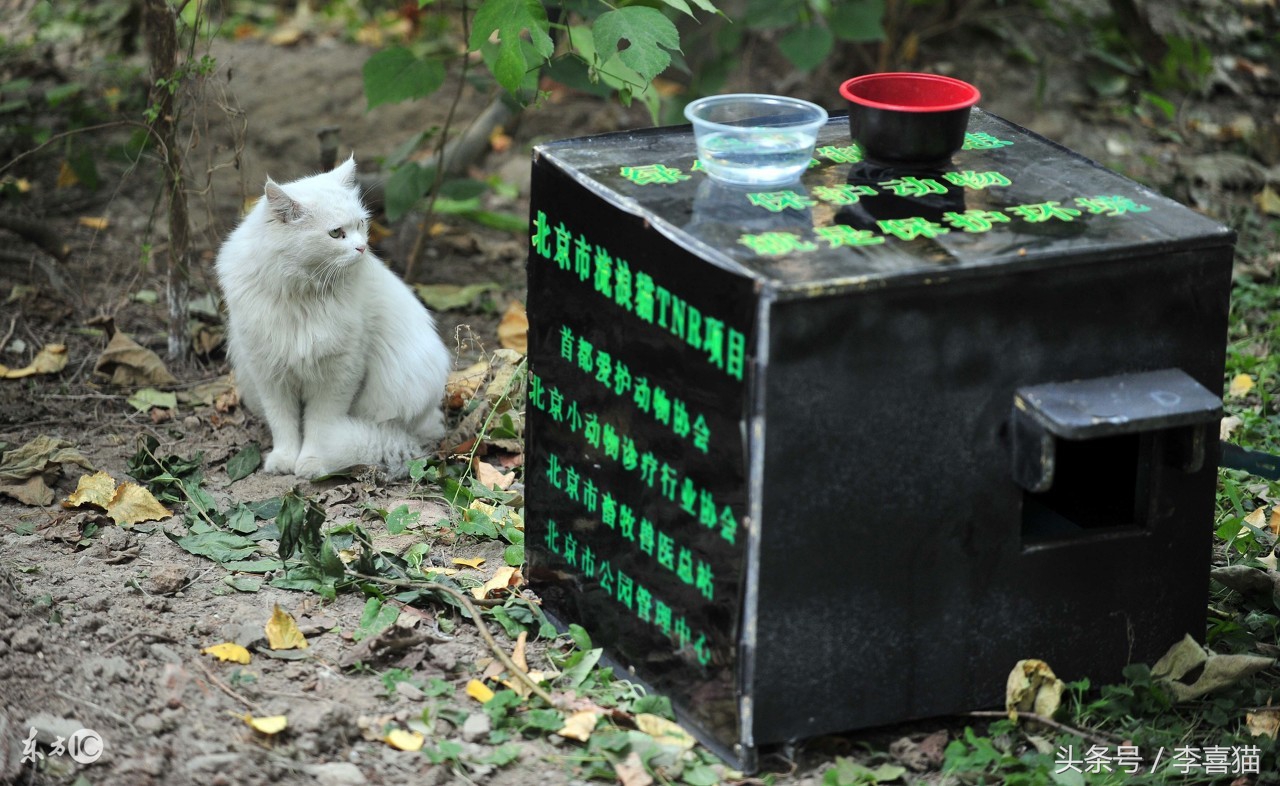 我们能为一只流浪猫做什么,在寒冷的冬季遇到流浪猫