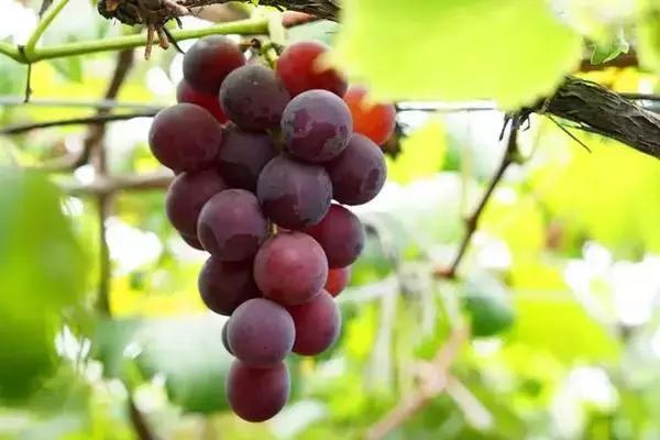 浙江采摘瓜果亲子游方案,金华采摘游最强攻略