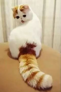 2017猫咪界全球最美面孔颁布了,第四张犹如猫界仙女下凡