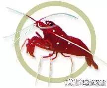 常见海水观赏虾大全,海水观赏虾饲养环境