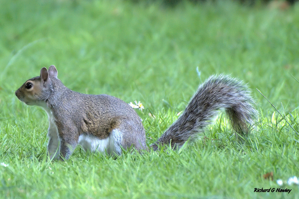 为什么家里养的松鼠总爱啃家具?应该怎么办?