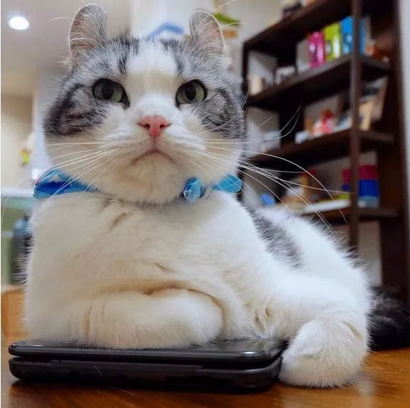 看到就想摸耳朵的超萌“翘耳猫”，难道是猫咪跟龙猫的私生子