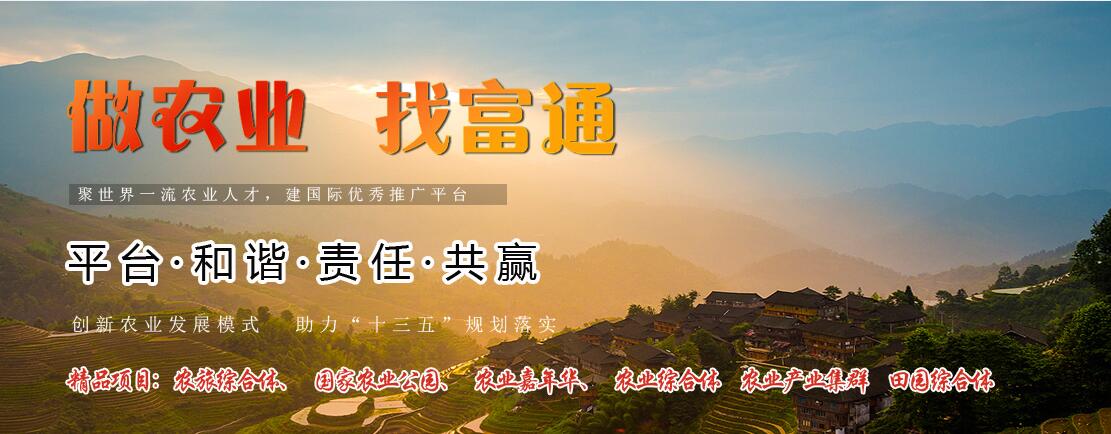 磨盘柿子储藏与保鲜技术,脆柿子生产技术