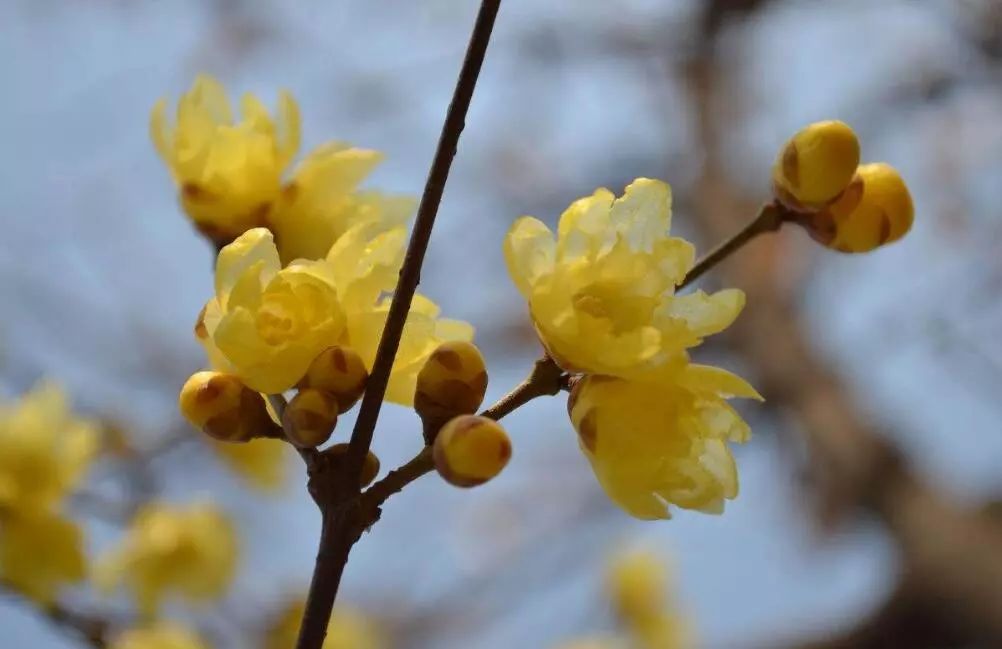 成都腊梅在哪里看,成都赏腊梅有哪些好地方