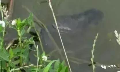 低温鱼病,如何做好夏秋季鱼病防治工作