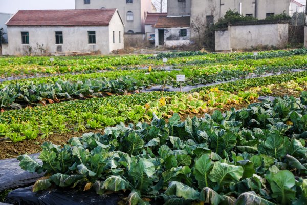 只有一亩地的农场,草莓种植基地采摘园