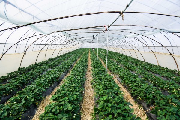 只有一亩地的农场,草莓种植基地采摘园