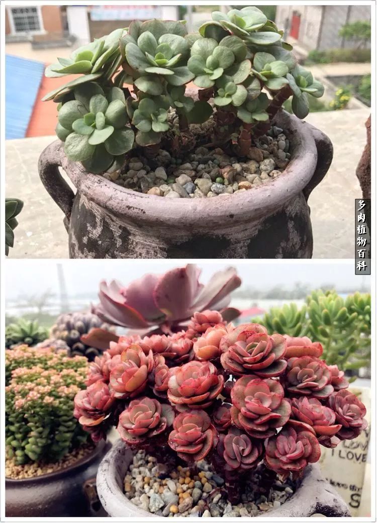 阳光的多肉花园,漂亮的多肉露台花园