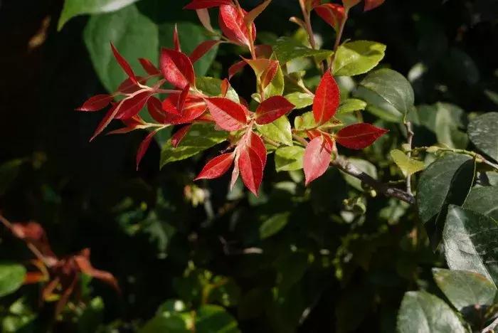 南烛盆景扦插,南烛景观树