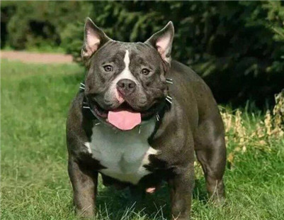 恶霸犬要怎么合理的饲养,美国恶霸犬怎么办狗证