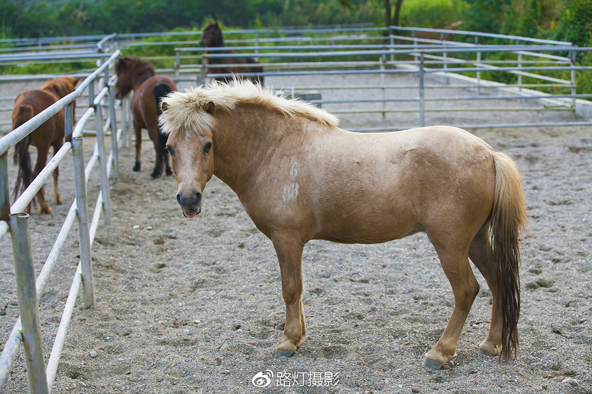 把喜欢的事做到极致诗句,能把喜欢的事做好