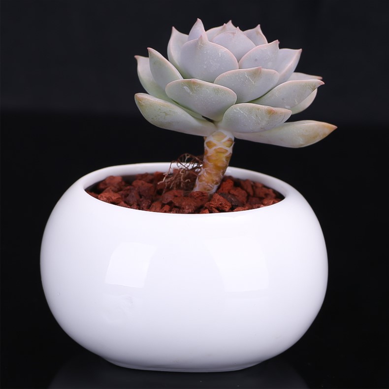 刚入手的多肉植物种植,刚入坑的多肉怎么养