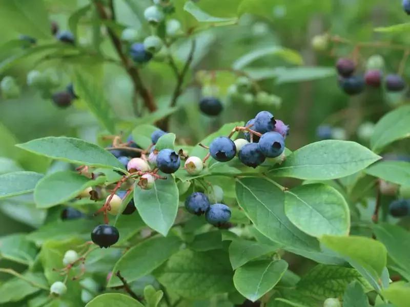 南烛盆景扦插,南烛景观树