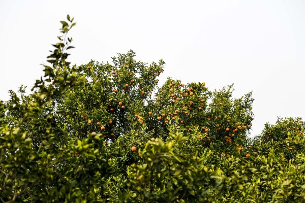 只有一亩地的农场,草莓种植基地采摘园