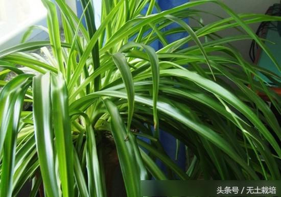 去甲醛效果最好的植物,去甲醛最好植物排行榜