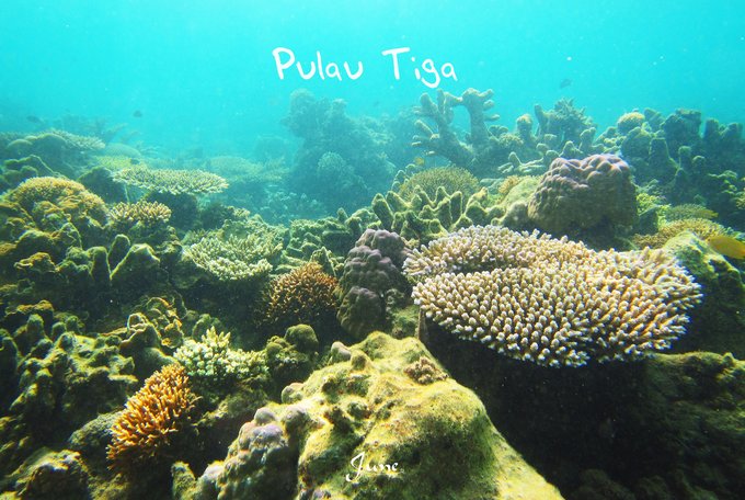 【一只熊的冒险】薄荷色夏日梦，马来西亚沙巴亚庇仙本那历险记——敦沙卡兰海洋公园（完）